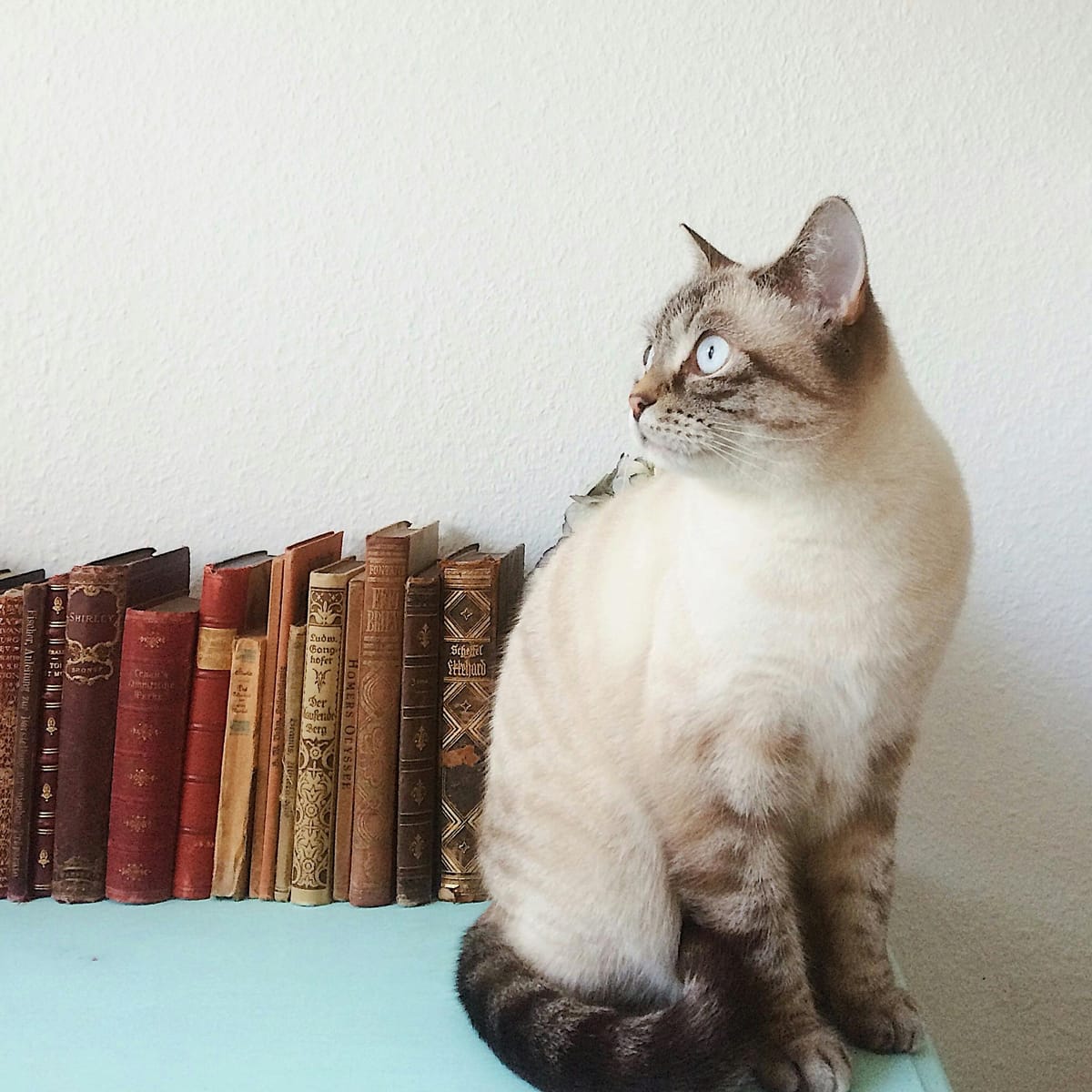 Piolo Pascual's avatar